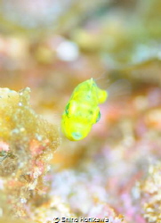 So cute baby!! by Shiho Horikawa 